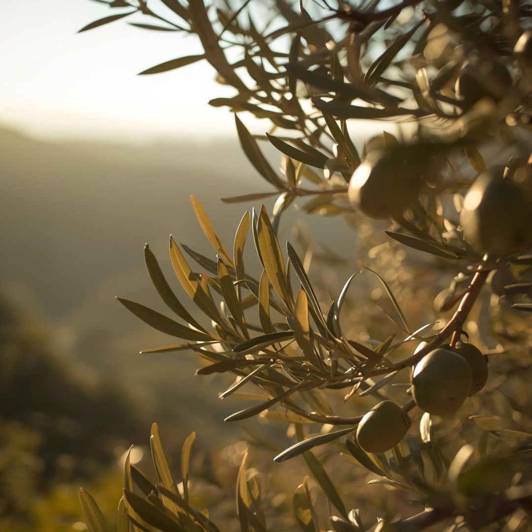 Uses and beneficial effects of olives