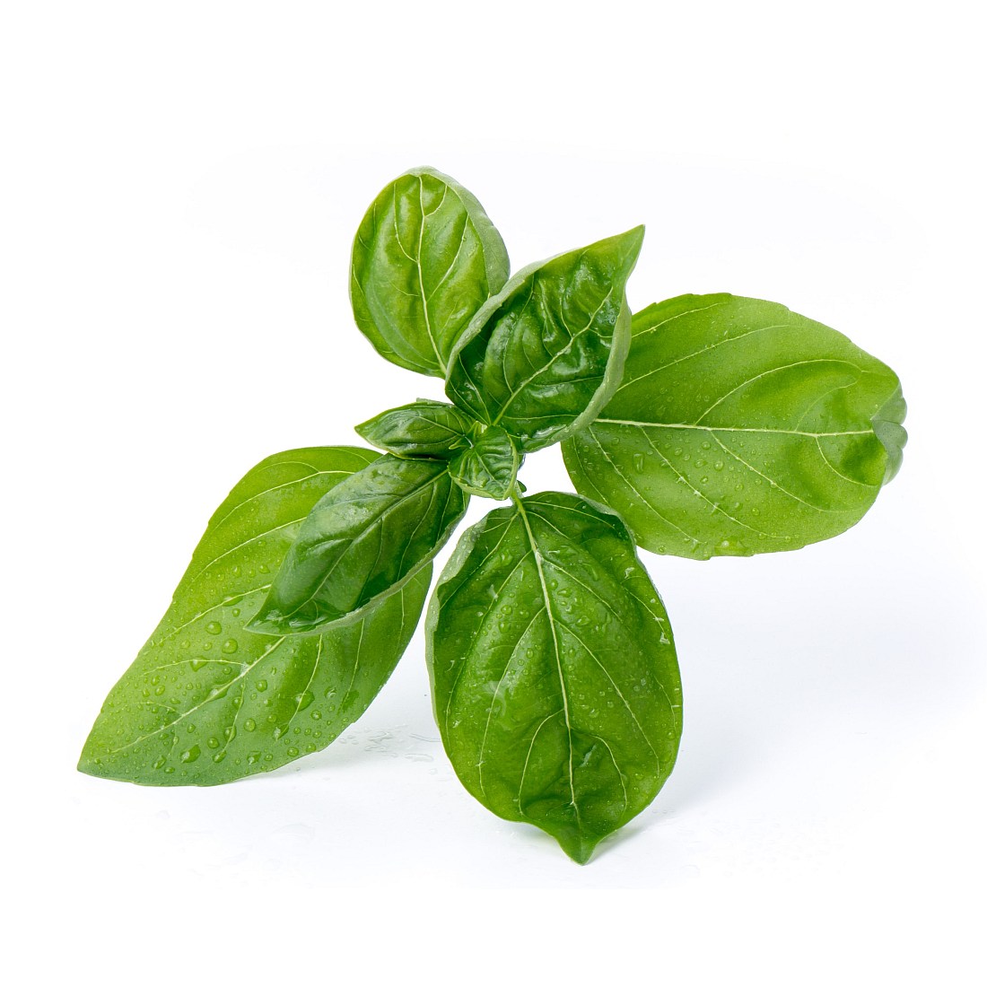 V ritable LINGOT sweet basil seed pack