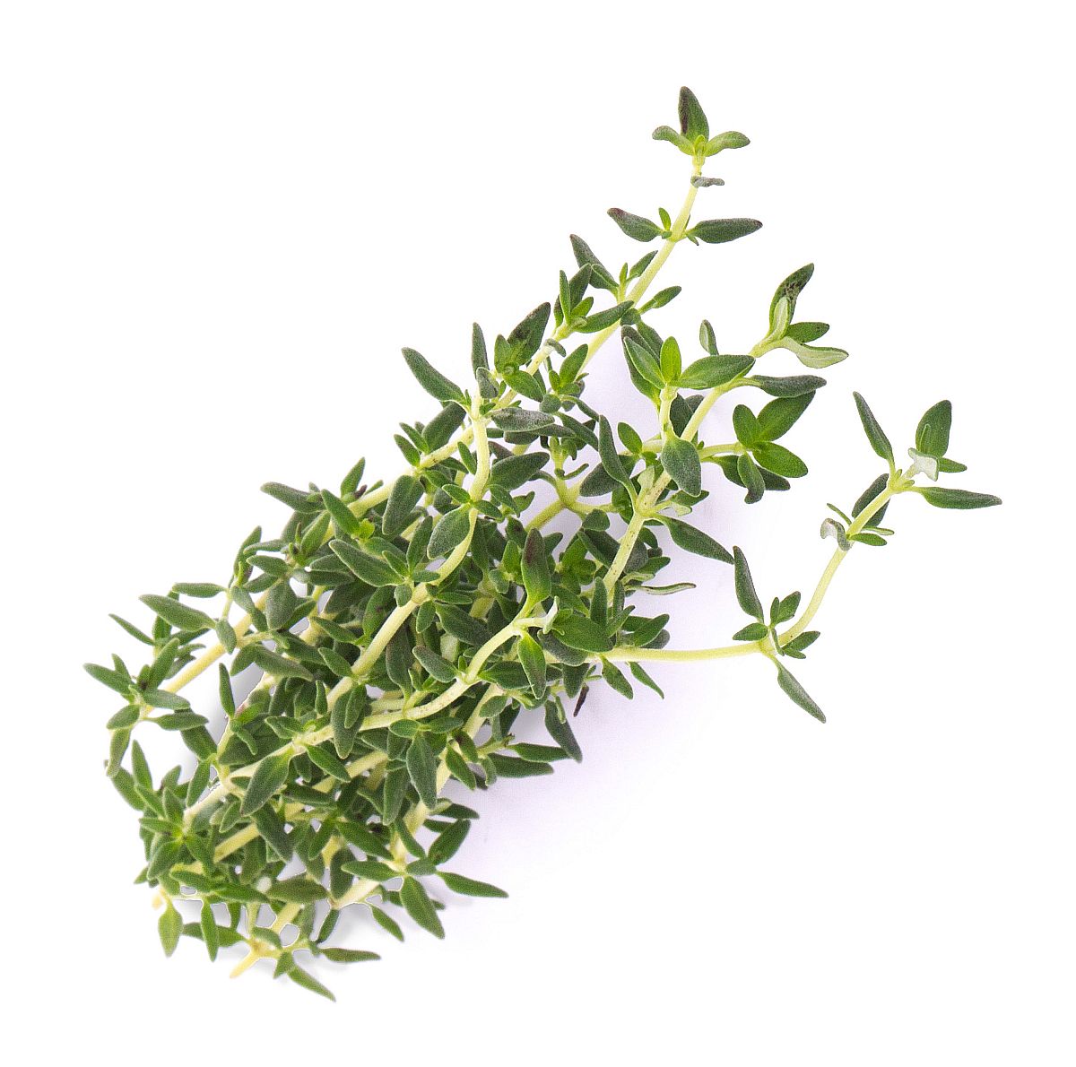 Veritable® Lingot Seed Pods | Italian Herb Collection